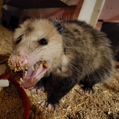 It can't be explained by science or religion, but the fact remains: opossums are ADORABLE! ♥️