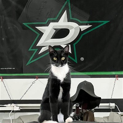 Dallas Stars, this business cat is ready for the season to start. Help us out!