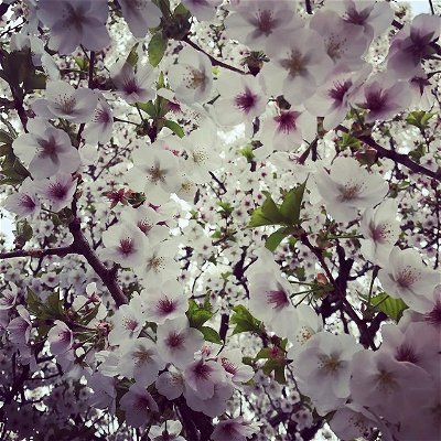 POV you’re falling through a cherry blossom tree
