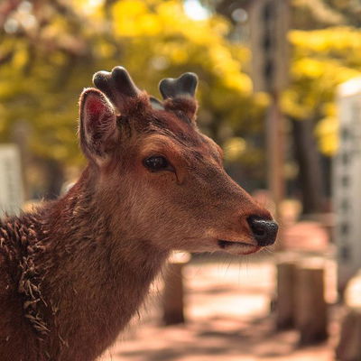 Nara 🦌 

#Nara #NaraJapan #NaraDeer #NaraPark #NaraTrip #NaraTravel #NaraCity #NaraPhotography #NaraCulture #NaraTemples #NaraShrine #NaraTradition #NaraHistory #NaraSights #NaraAdventures