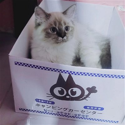 Photo by Marielle Andres - Panilagao on September 04, 2021. May be an image of ragdoll cat.