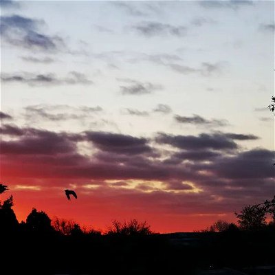 Photo by BZ MEDIA on February 11, 2022. May be an image of bird, tree, sky, nature and twilight.
