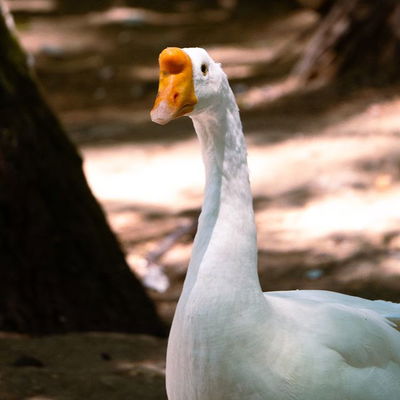 #duck #ducks #ducksofinstagram #jerez #Jerez #jeréz #jerezdelafrontera #spain #spain #spainlife #spaintrip #spain2023 #spain🇪🇸 #spaintravel #spaintourism #spain_vacations #spainstagram #spain❤️ #spaintrip #spainphotographer #zoo #zoo