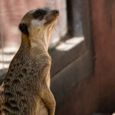 #meerkat #meerkats #meerkatsofinstagram #meerkatsofinstagram #jerez #Jerez #jeréz #jerezdelafrontera #spain #spain #spainlife #spaintrip #spain2023 #spain🇪🇸 #spaintravel #spaintourism #spain_vacations #spainstagram #spain❤️ #spaintrip #spainphotographer #zoo #zoo