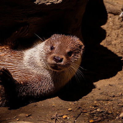 #otter #otters #otter #otterlife #otterlovers #ottersofinstagram #otterpup #otterstagram #ottersoftiktok #ottersofinstragram #seaotters #jerez #Jerez #jeréz #jerezdelafrontera #spain #spain #spainlife #spaintrip #spain2023 #spain🇪🇸 #spaintravel #spaintourism #spain_vacations #spainstagram #spain❤️ #spaintrip #spainphotographer #zoo #zoo
