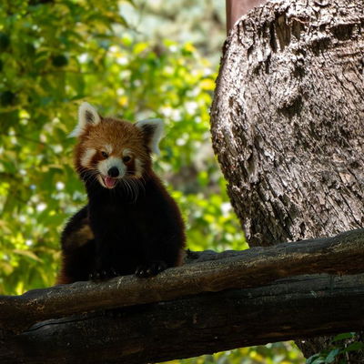 #redpanda #redpandas #redpandalovers #redpandasofinstagram #panda #pandagang #pandabears #pandalovers #jerez #Jerez #jeréz #jerezdelafrontera #spain #spain #spainlife #spaintrip #spain2023 #spain🇪🇸 #spaintravel #spaintourism #spain_vacations #spainstagram #spain❤️ #spaintrip #spainphotographer #zoo #zoo
