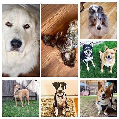 It’s National Puppy Day! We may be biased but we think the pups of Dean Street Dental have the best smiles! Meet Max, Gunther, Holly, Cooper, Colt, Gracey, Luci and Flynn!