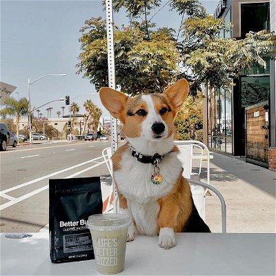 BUZZ for now, and BUZZ for later! Shop coffee beans, vanilla powder, gifts and more at all of our locations and online at betterbuzzcoffee.com.
(📸: @somi.sploots)