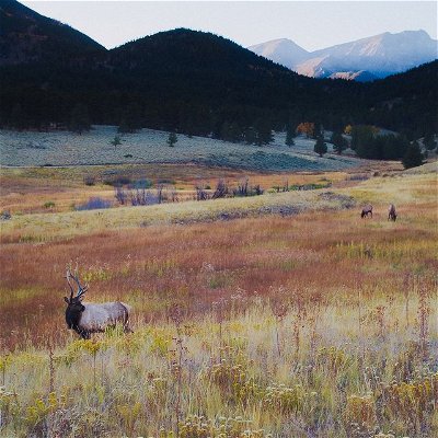 rutting elks | rocky mountain national park | oct. '21

#visitcolorado #rockymountainnationalpark #thisiscolorado #wildlifephotography