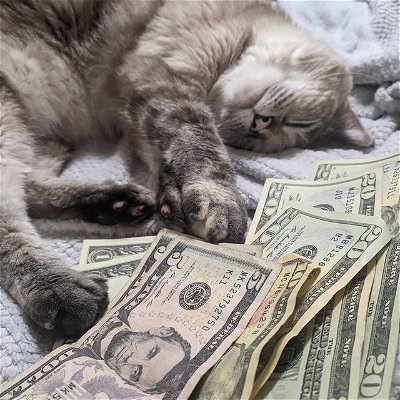 Money Cat has visited your feed