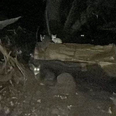 This is one of the cat colonies we feed. It's hard to get a picture of all 20 cats. This is 4 of them.
#tnr #cats #catsofinstagram #adoptdontshop #spayandneuter #cat #trapneuterreturn #kittens #communitycats #tnrworks #tnrsaveslives #rescue #kittensofinstagram #fosteringsaveslives #animalrescue #catrescue #love #feralcats #catstagram #rescuecats #fosterkittens #rescuecat #of #kitten #meow #feralcat #straycats #feralcatsofinstagram #spayneuter #catlover