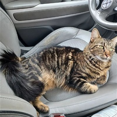 This is the adult female kitty that was begging for help at a drive thru in Sacramento! We were able to get her back home all the way to Stockton!!!! When you see a cat that might be lost, always try to help them (especially if they are crying out to you). There were not any houses nearby and I could tell she was very frightened. She was so relieved to be in the car and out of harms way.