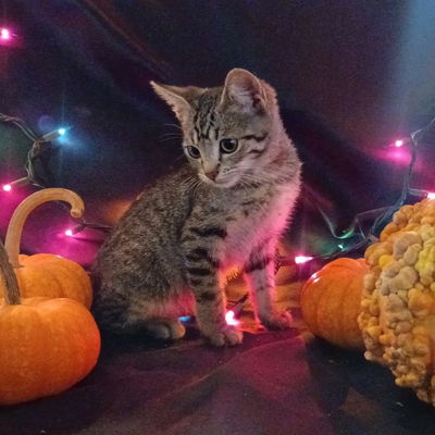 Here's the kitten crew experiencing pumpkins for the first time. We love them so much ❤️ so glad all you little kitties walked into our lives.  Your forever homes are out there somewhere, and we are glad to help you find them. 🥰🐈