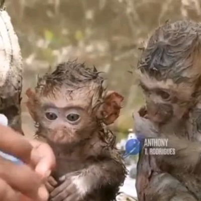 Baby monkeys are being fed after their rescue from a flood.  #wholesome