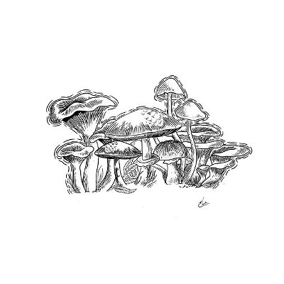 Not finished, still trying to figure out exactly what I want to do.. 🍄🍃

#art #artist #love #drawing #photography #artwork #instagood #photooftheday #instagram #painting #fashion #like #artistsoninstagram #beautiful #illustration #digitalart #mushrooms #mushroom #nature #picoftheday #photo #bhfyp #sketch #style #arte #happy #cute #draw #music #artoftheday