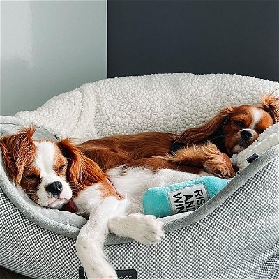 National dog day has us celebrating these two egg lovers 
#nationaldogday

 #cavalierkingcharlesspaniel #kingcharlescavalier #cavaliercommunity #cavalierslove_feature #dogsofinstagram #puppiesofinstagram #yyc #yycdogs