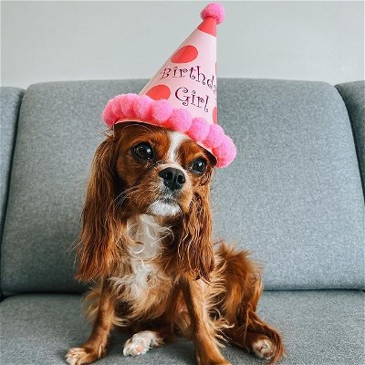 Happy 2nd birthday to my favourite dog! #Sucks2suckDaisy