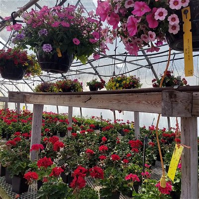 Went to Jim Whiting Nursery & Garden Center, @jim_whiting_nursery , today to pick out some flowers and apples trees. 🌳💐 
I let the youngest run "slowly" through one area because she wanted to feel like a humming bird. 🥰

#local #minnesota #rochestermn #nursery #Garden #gardencenter #flowers #trees #appletree #hummingbird #daughter