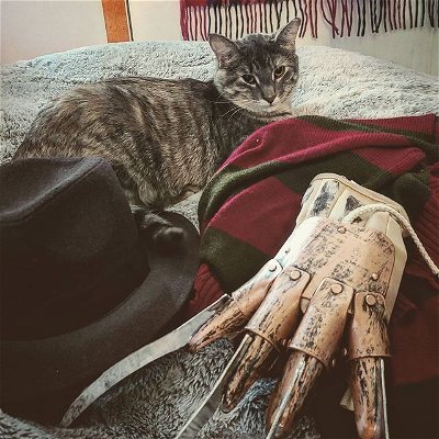 Our newest feline Faye aka "Monster" showing off her love for #freddykrueger 
.
.
.
#catsofinstagram #cosplay #spirithalloween #nightmareonelmstreet  #costume #cat