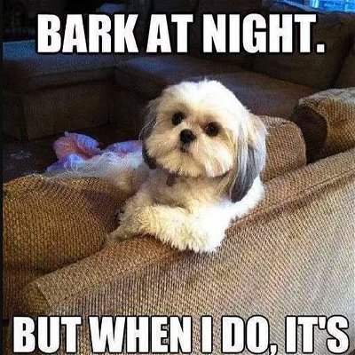 Hahah right!! #funnydogs #dogmemes #influencer #funnymemes