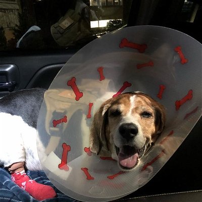 Somebody’s pretty happy right now, but I’m pretty sure we’re not going to be best friends for a little while 🥲#funnydog #coneofshame #puppylove