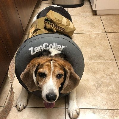 Checkup time #zencollar way better than the #coneofshame
