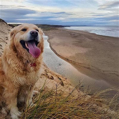 Right before she jumped off the cliff... She's fine. Well as fine as she gets #notthebrightest #goldenretriever #dogsofinstagram