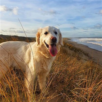 Tide was right up to the dunes, she didn't fancy a dip. #goldengram