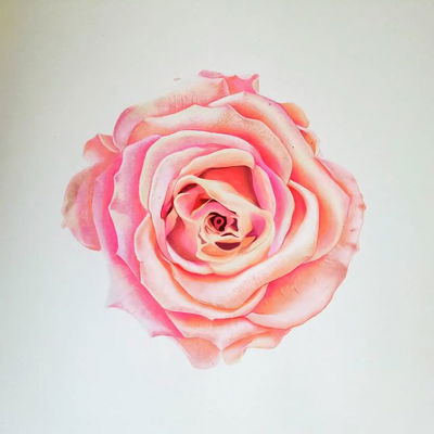 Pink rose complete

#pinkrose #flowerartwork #hyperrealism