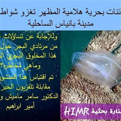 من لقاء الاستاذ الدكتور أمير ابراهيم ❤ والدكتور سامر ماميش مع #تلفزيون_الخبر حول #قنديل_البحر المشطي مشكورة جهودهم 🙏
🔹 

🔹 
🔶 #HIMR  #HIMR_SYR... 
.
.
.
#science   #research   #knowledge   #world   #education   #college   #university   #study   #article   #review   #journal 
.
#Syria    #sea   #sealife   #marine   #biology   #geology   #chemistry   #fish #sediment #jellyfish  #coast #beach #oceanlife #tv #interview